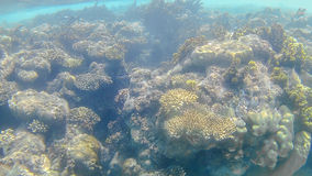 recife-de-corais-colorido-brilhante-no-mar-vermelho-em-hurghada-egito-sol-92441825